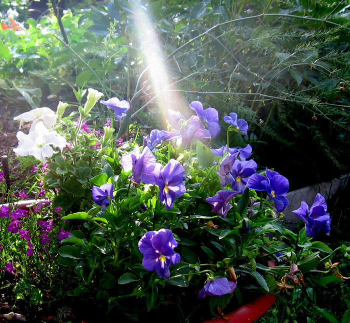 Светом брызнул лучик солнца...