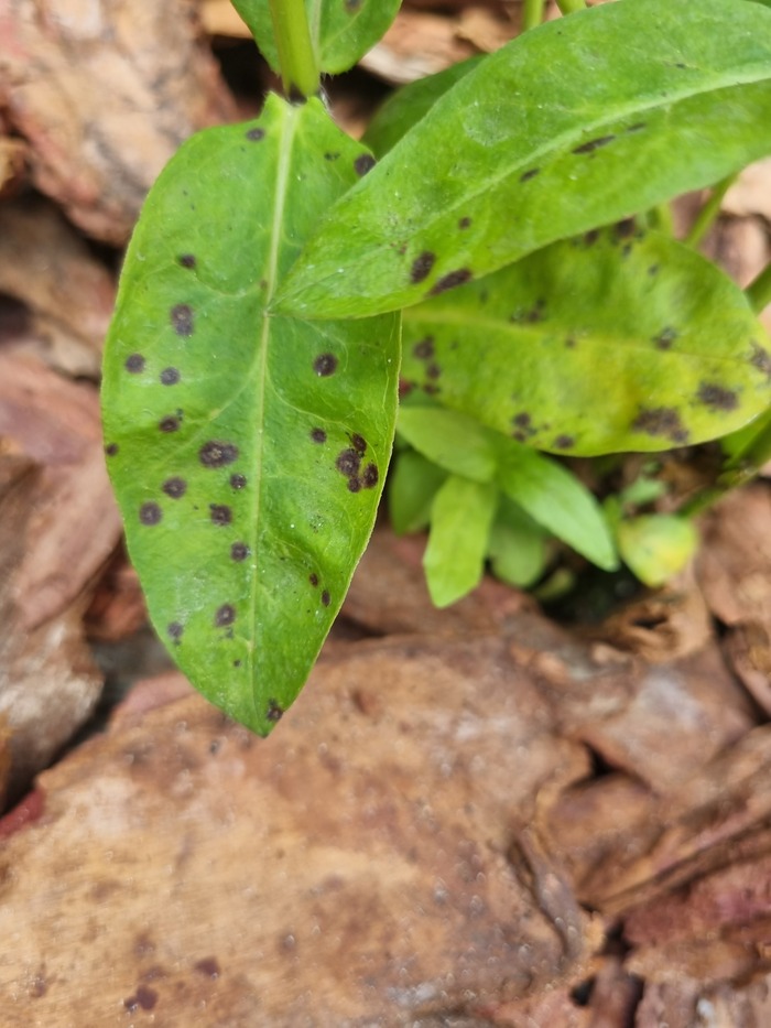 Чем болеют флоксы?