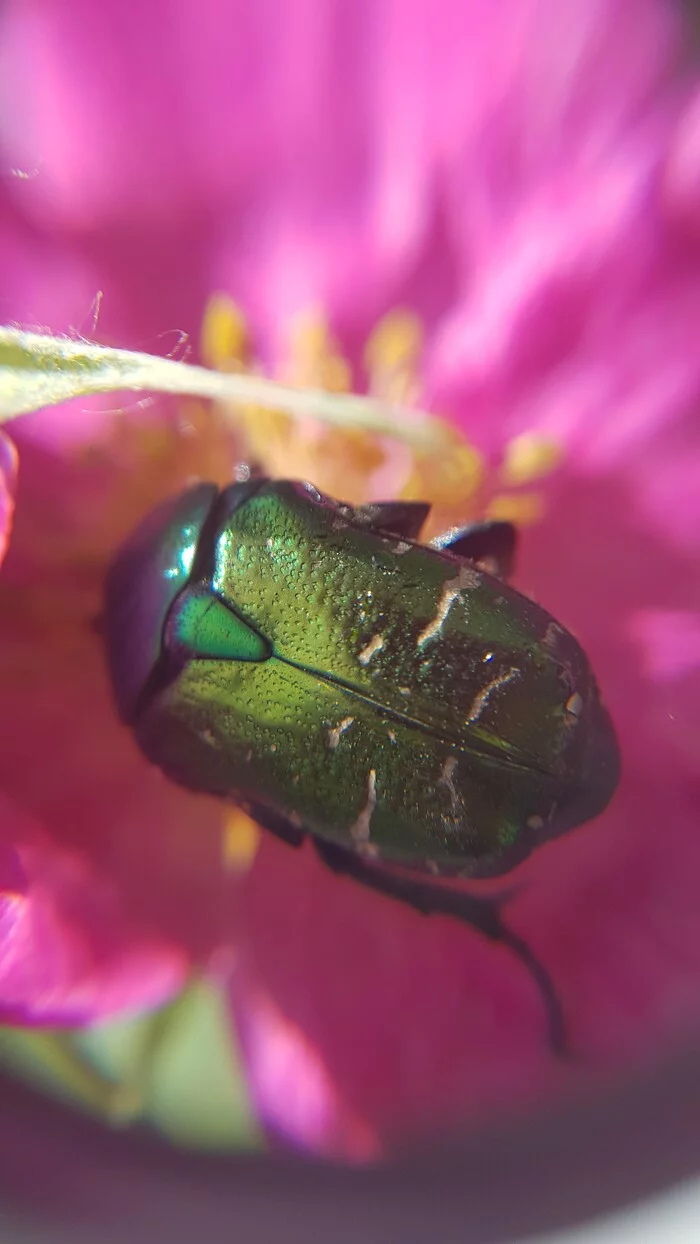 Bronzovka beetle - My, Insects, Жуки, Macro photography, The photo