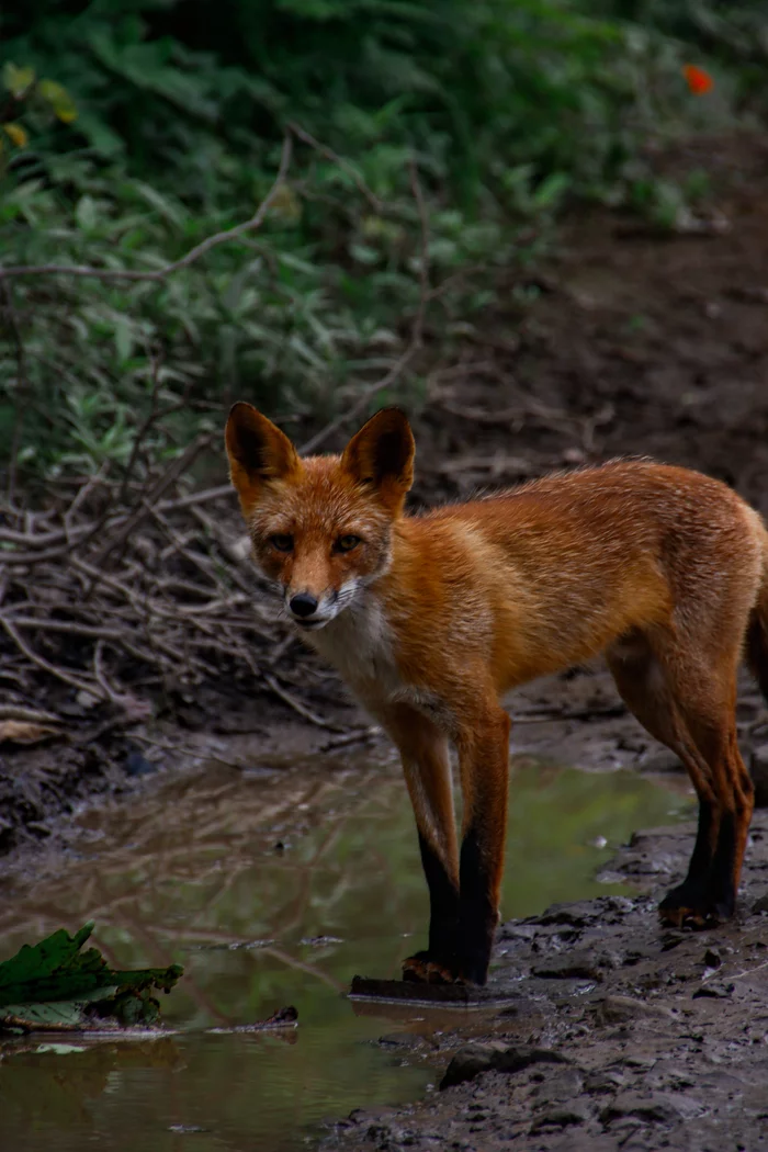 redhead confused - My, Vladivostok, Animals, Fox, Nature, Russian island, The photo, Puddle