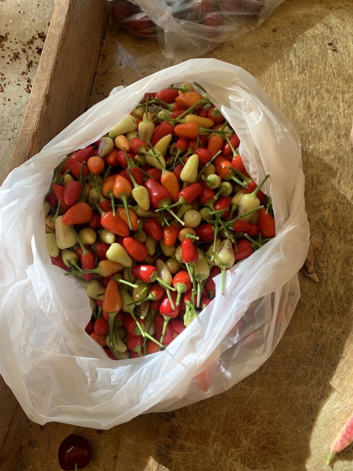 Цены на фрукты-овощи в Турции сейчас- июнь 2022. В городе Газипаша Турция, Цены, Длиннопост, Овощи, Фрукты, Газипаша Цены на фрукты-овощи в Турции сейчас- июнь 2022. В городе Газипаша Турция, Цены, Длиннопост, Овощи, Фрукты, Газипаша