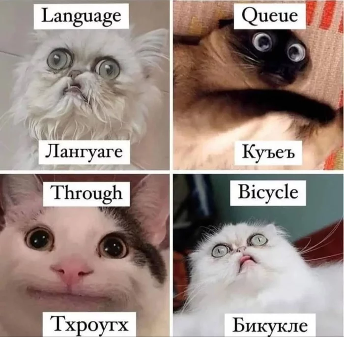 What I say out loud and what I read in my head - Humor, cat, English language, Phonetics, Picture with text