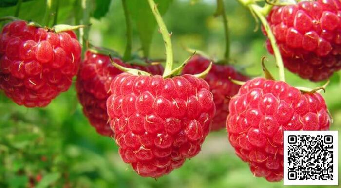 The harm and benefits of raspberries. - Raspberries, Recipe, Food, Harm, Benefit, Longpost