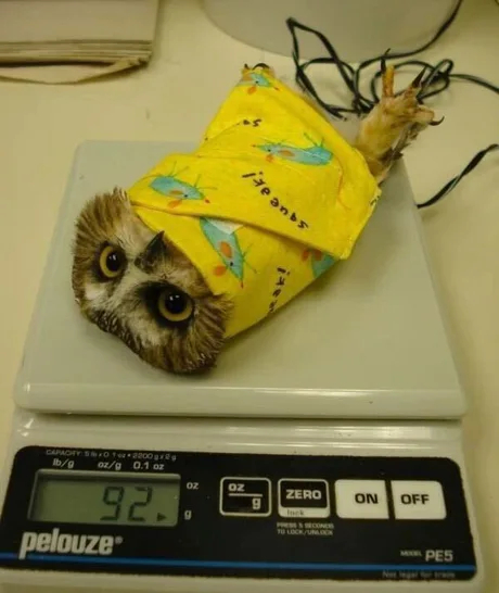 Owl weighing: before putting the bird on the scales, it is wrapped in small blankets - Owl, Chick, Milota, Weighing, Vet, Repeat