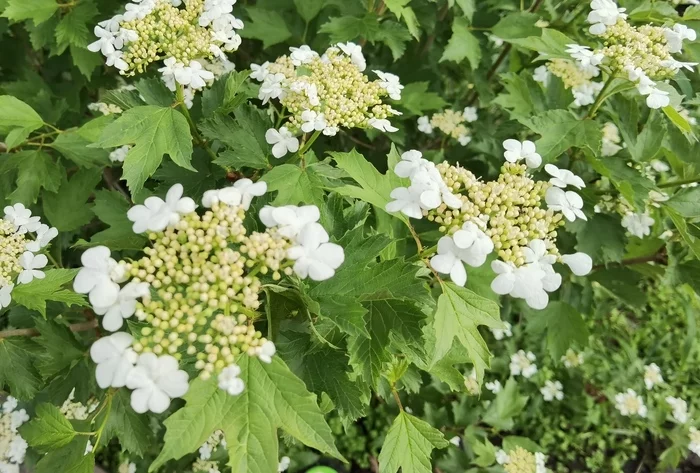 viburnum - My, Viburnum, Flowers, Plants, Longpost