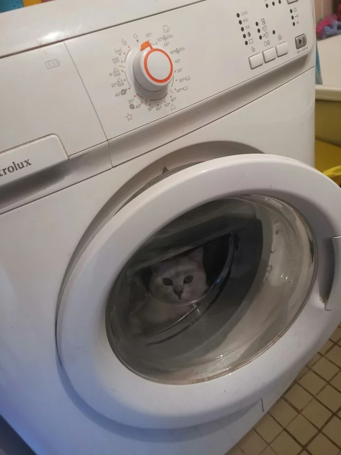 I'm an astronaut with my mother - cat, Washing machine, The photo, Longpost