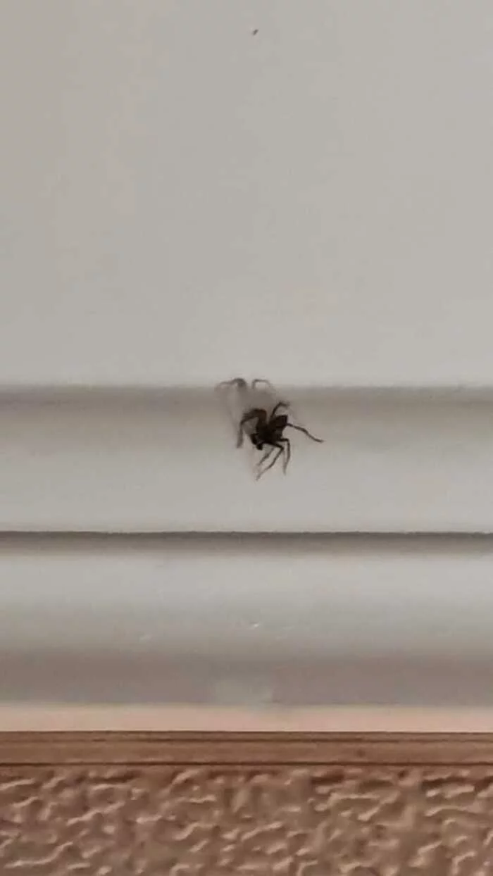 Spider on the ceiling - Kripota, Arachnids