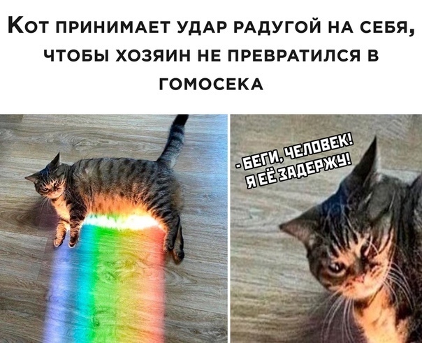 You can't save her, you pathetic creature - My, Memes, cat, Humor, LGBT, Rainbow, Longpost