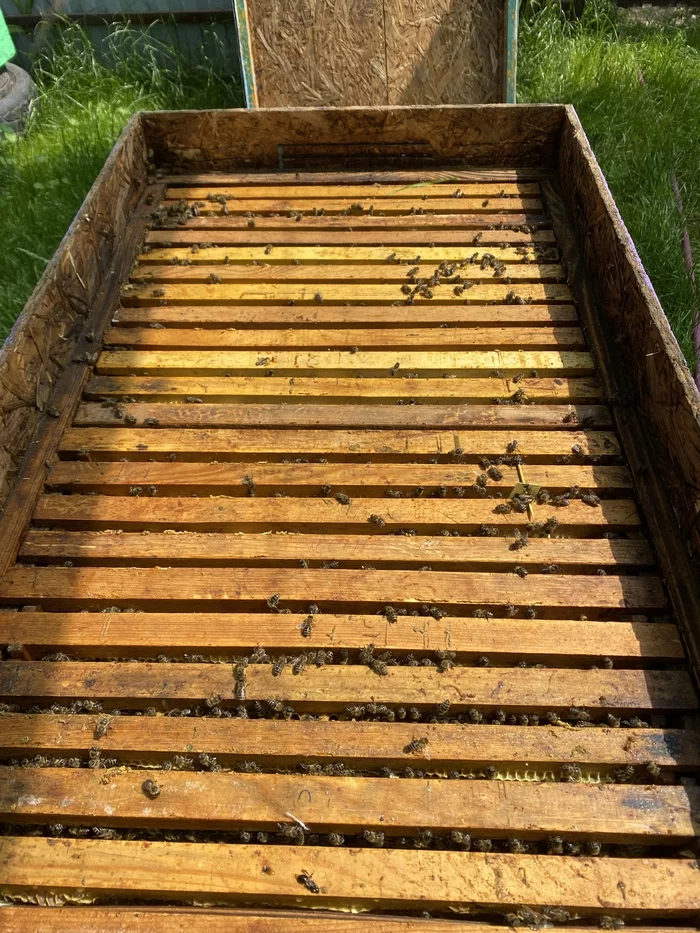 In the apiary - My, Apiary, Beekeeping, Bees, Village, Сельское хозяйство, Honey, Insects, Summer, Video, Vertical video, Longpost