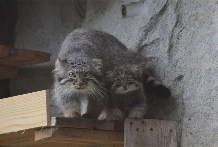 Two manul - Pallas' cat, Pet the cat, Small cats, Cat family, Wild animals, Predatory animals, The photo