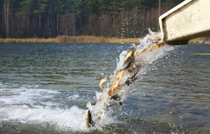 Why in Russia, the state does not stock reservoirs with fish, as they did in the USSR - My, Fishing, A fish, River, Lake