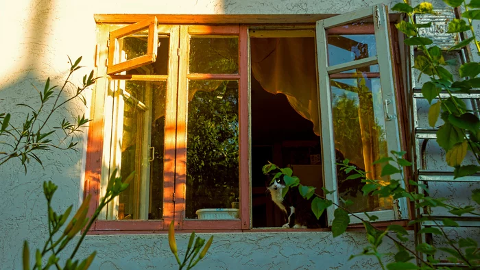 Day Watch - My, The photo, Street photography, cat, Evpatoria, Crimea, Window, Courtyard, Beginning photographer, City walk, Canon