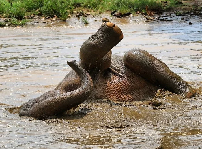 Bathing a gray elephant - Elephants, Wild animals, wildlife, Sri Lanka, The photo, River, Bathing