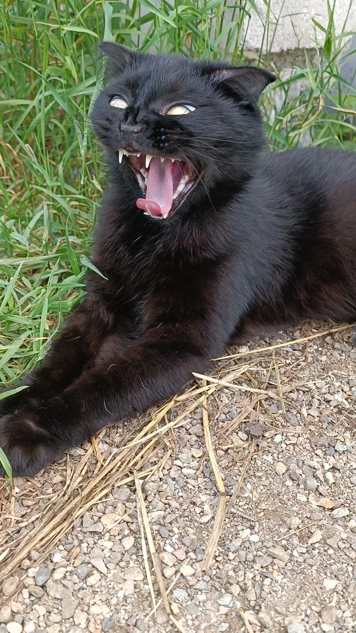 Satan woke up - My, Black cat, Satan, Longpost, cat