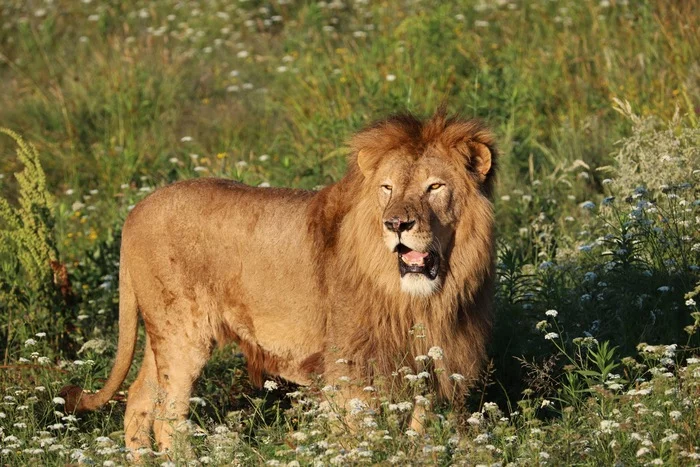 Lions park in Abkhazia - The park, Longpost, The photo, Photographer, My, a lion, Abkhazia