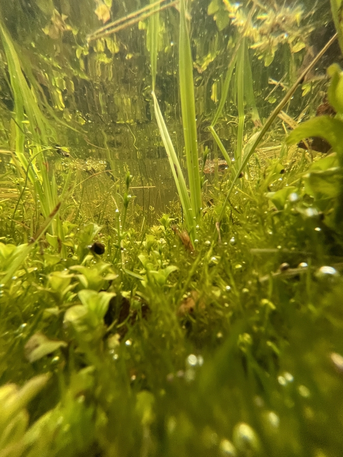 Подводный мир на дне канавы