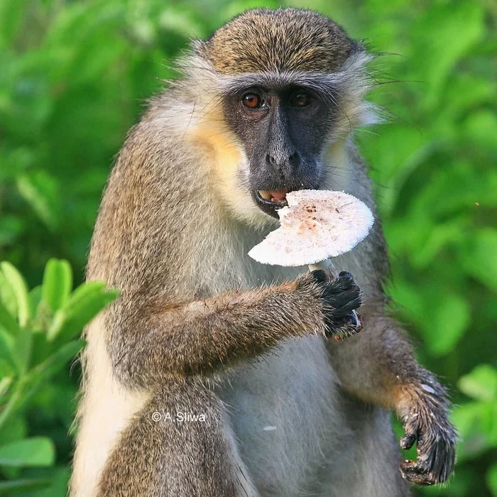 Eat a mushroom - I will become a man * - Green monkey, Monkey, Primates, Wild animals, wildlife, Ghana, Africa, The photo, Mushrooms