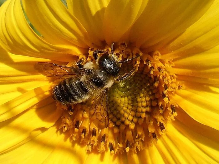 MACRO - My, Summer, Bees, Sunflower, Macro photography, Insects, The photo