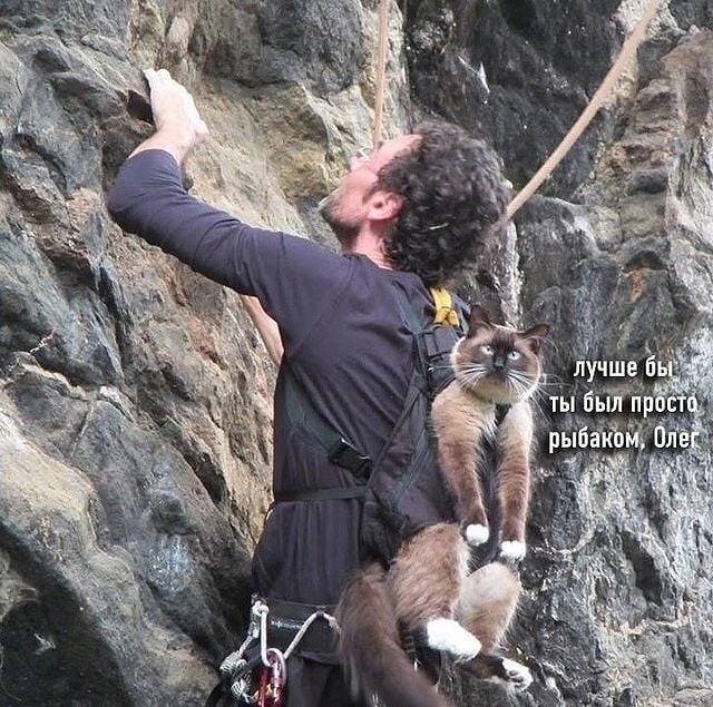 Oleg - Picture with text, cat, Rock climbing