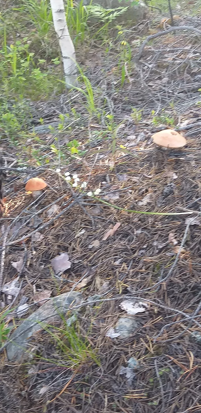 The very first - My, Mushrooms, Forest