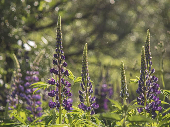 Lupins - My, The photo, Flowers, Lupine, Bloom