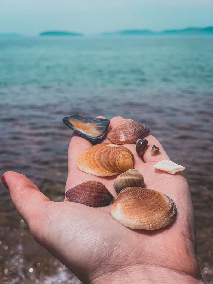 Greetings from Primorye! - Japanese Sea, Дальний Восток, Vladivostok, Summer, Seashells, Primorsky Krai