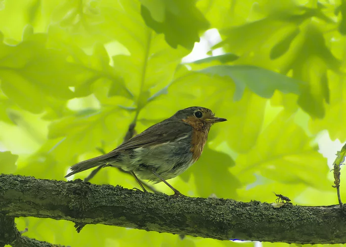 There can be only one - My, Photo hunting, Nature, Birds, Hobby, The nature of Russia, beauty of nature, Ornithology, Summer, Schelkovo, The photo, Robin