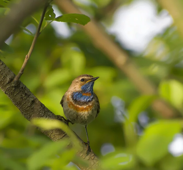 Assorted Murkotovski - My, Birds, Photo hunting, The nature of Russia, Nature, Ornithology, beauty of nature, Insects, Summer, The photo, Hobby, Lot, Longpost