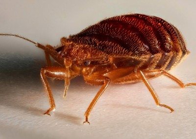 100% recipe for the destruction of bedbugs. Insect control strategy and tactics - Bedbugs, Help, Insect control, Disinsection, Longpost