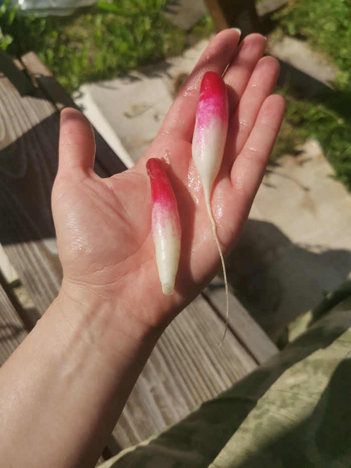 Моя первая редиска