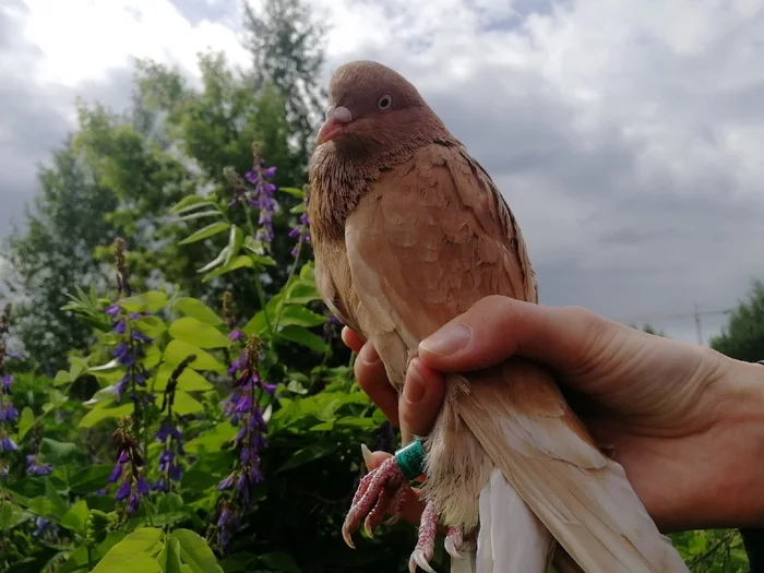 Random act of kindness - My, Pigeon, Pets, Positive, Kindness, Good deeds