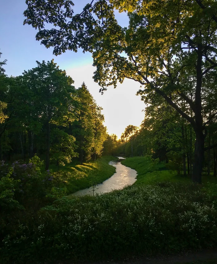 Royal Village. St. Petersburg - My, Nature, Forest, The nature of Russia, Mobile photography, beauty of nature, River, Tsarskoe Selo, Saint Petersburg