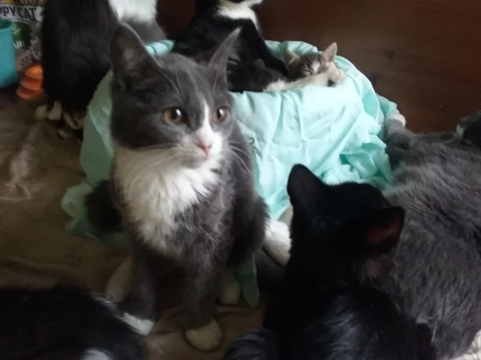 Continuation of the post Continuation of the post We hope - My, No rating, cat, Kittens, Help, Helping animals, Shelter, Animal shelter, The strength of the Peekaboo, Video, Longpost, In good hands, Reply to post