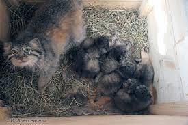 7 manuls - Pallas' cat, Fearfully, Kittens, Small cats, Cat family, Predatory animals, Wild animals, Fluffy