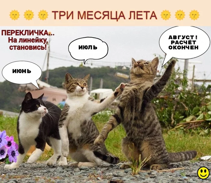 Три богатыря))) - Моё, Лето, Перекличка, Юмор, Картинка с текстом, Кот, Мемы