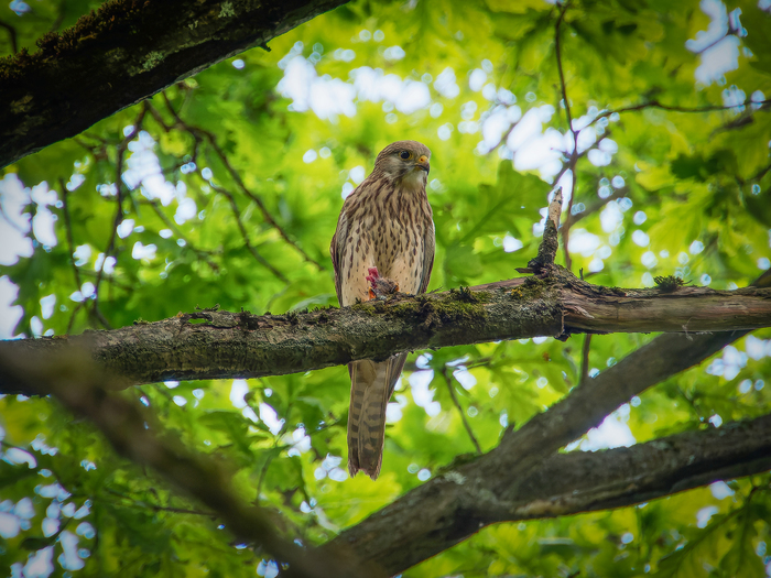 Пустельга изволит откушать