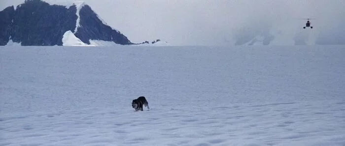 This Day in Film History: The Thing - Movies, What to see, I advise you to look, Hollywood, Fantasy, Something, John Carpenter, Kurt Russell, Horror, This day in the history of cinema, Longpost