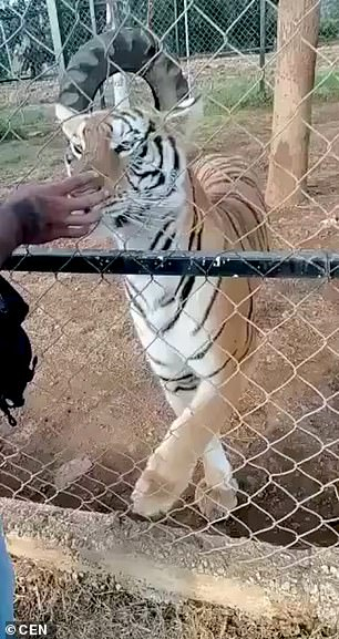 Zookeeper pets Bengal tiger and dies - Bengal tiger, Zoo, Mexico, North America, Pet the cat, Negative, Tiger, Custodian, Life safety, Big cats, Predatory animals, Cat family, Wild animals, Death, Vertical video, Video, Youtube, Longpost