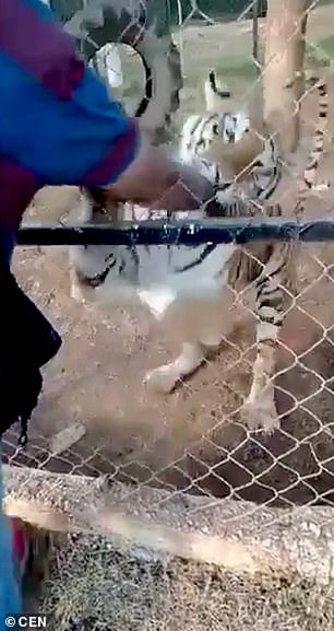 Zookeeper pets Bengal tiger and dies - Bengal tiger, Zoo, Mexico, North America, Pet the cat, Negative, Tiger, Custodian, Life safety, Big cats, Predatory animals, Cat family, Wild animals, Death, Vertical video, Video, Youtube, Longpost