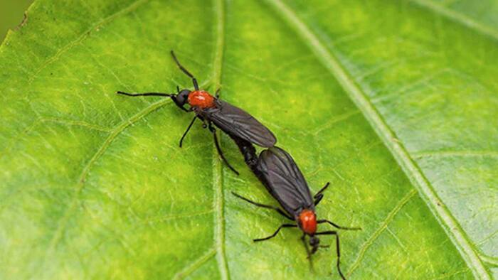Gene-modified beetles have taken over the state of Florida! - My, USA, Nature, Insects, Longpost