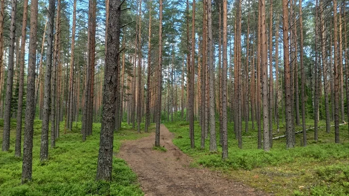 Hiking story #6: Varamanselka ridge ecological route (Petajarvi route) - My, Tracking, Hiking, Walk in the woods, Saint Petersburg, Leningrad region, Reserves and sanctuaries, Pa, Hydroelectric power station, Longpost