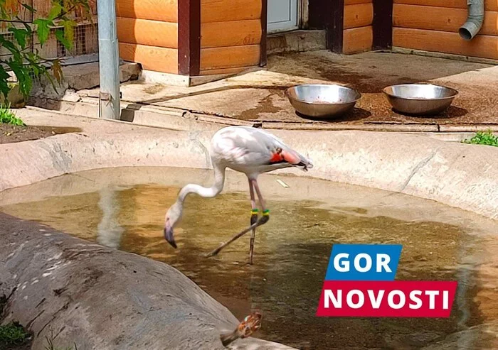 Flamingo rescued in Yakutia turned out to be a girl - My, Krasnoyarsk, Animal book, news, Around the world, The rescue, The national geographic, Birds, Flamingo