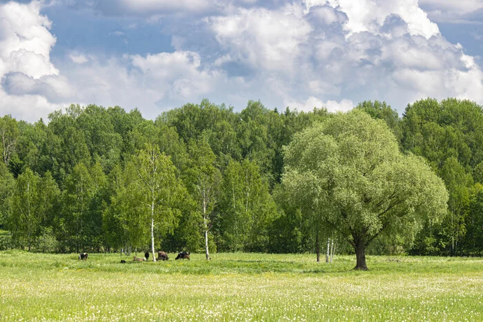 Who is grazing in the meadow? - My, The photo, Field, Cow, Meadow, beauty of nature, Longpost