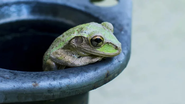 Frog in boiling water. - My, Biology, Brain, Nauchpop, Sociology, Myths, Experiment, Pop Culture, Longpost