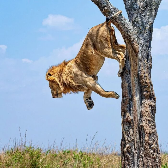 Bounce - a lion, Big cats, Cat family, Rare view, Predatory animals, Wild animals, wildlife, Reserves and sanctuaries, Masai Mara, Africa, The photo, Tree, Bounce