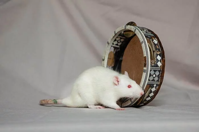 No harp, take a tambourine - My, Rat, Decorative rats