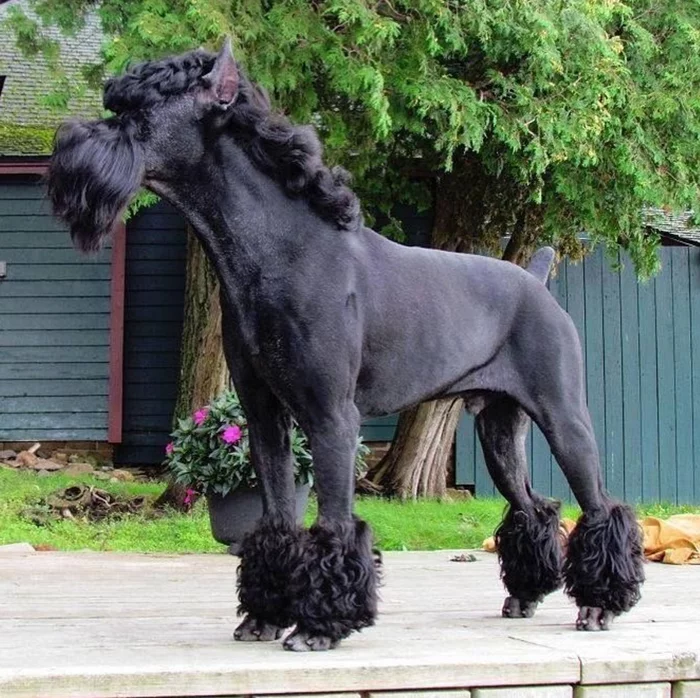 A mixture of a horse and a battle gnome - Dog, The photo, Grooming, Funny