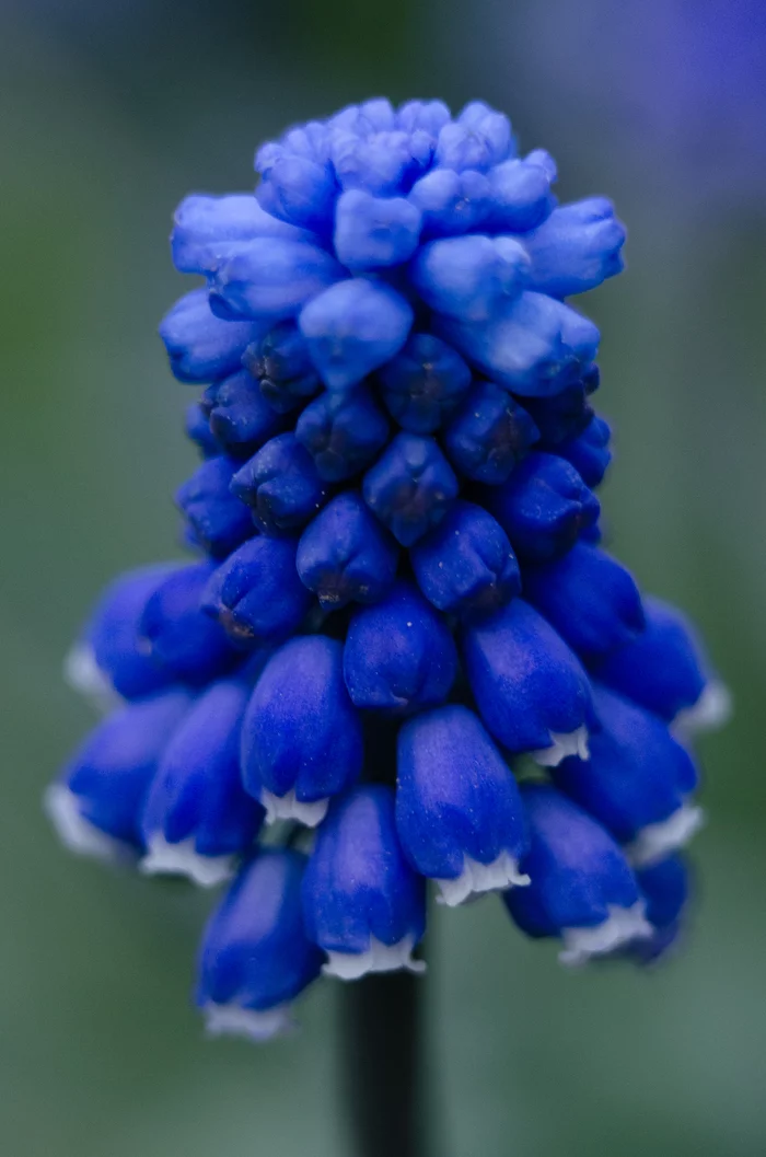 blue flower - My, Nikon d7000, Helios 44m, The photo, Macro photography, Macro rings, Flowers, Bloom, Plants, I want criticism