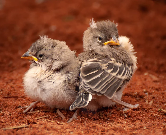 ruffled - Weavers, Passeriformes, Birds, Chick, Wild animals, wildlife, South Africa, The photo