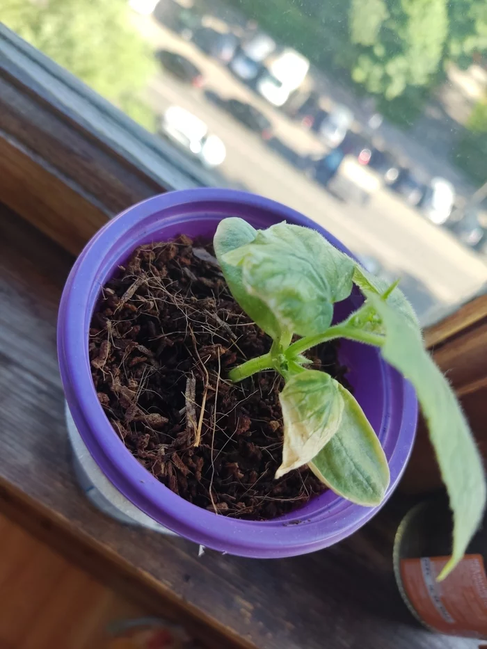 What is Cucumber Missing? - My, Houseplants, Vegetable garden on the windowsill, Cucumbers, Longpost
